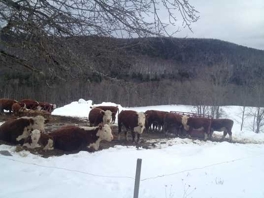 Another photo of suspiciously furry snow cows