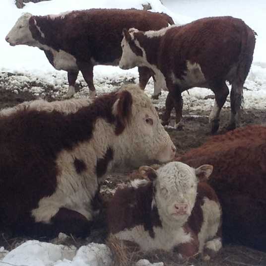 Suspiciously furry snow cows